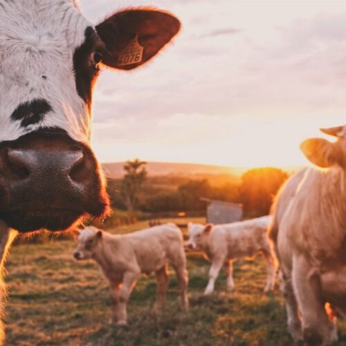 livestock insurance