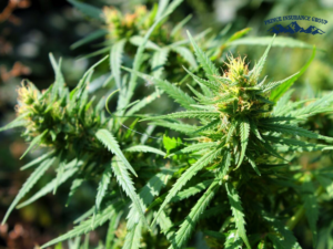 Marijuana Insurance