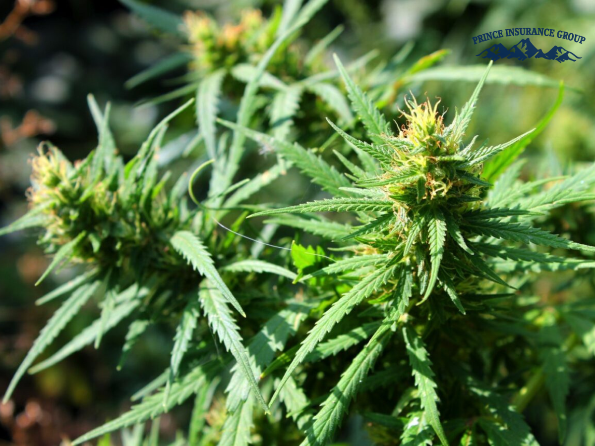 Marijuana Insurance