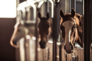 Equine Insurance coverage for happy horses in a beautiful stable, ensuring protection for horse owners against unexpected risks.