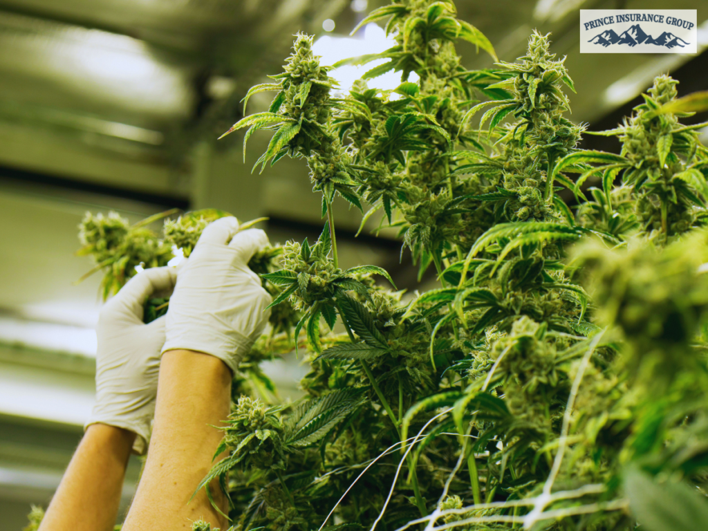 Legal cannabis cultivation facility in Colorado representing Cannabis Insurance coverage for property, liability, and business risk protection in the industry.