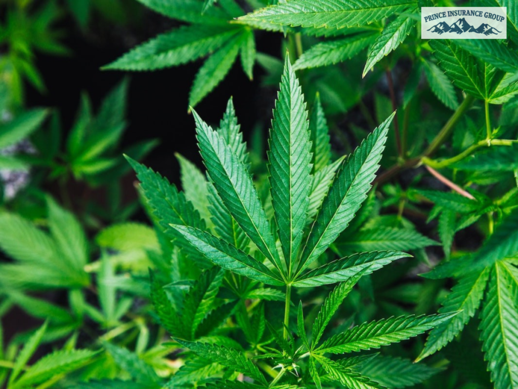 cannabis insurance